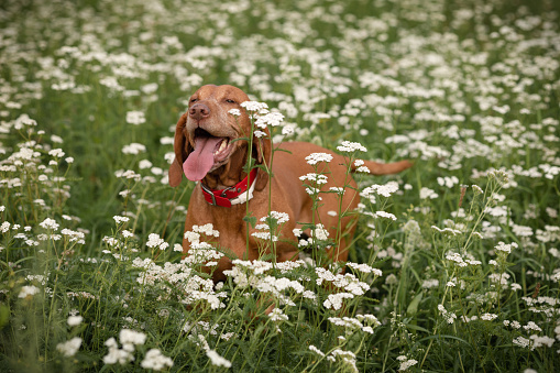A dog of the hungarian Vizsla breed enjoys life in a green meadow covered with white flowers