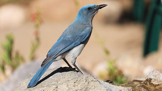 Mexican jay (aphelocoma wollweberi) perched on on a rock, Arizona