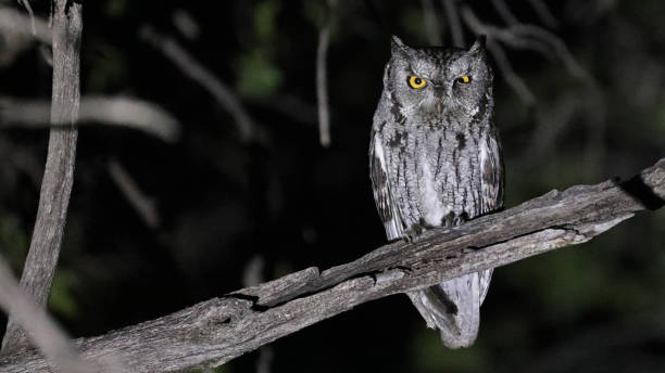Western screech-owl by night, Arizona stock photo