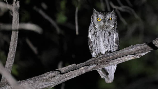 western screech-owl by night, arizona - night perching owl imagens e fotografias de stock