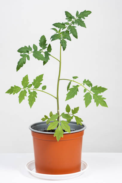 istock Growing tomatoes from seeds, step by step. Step 10 - seedlings grow in pots 1424301540