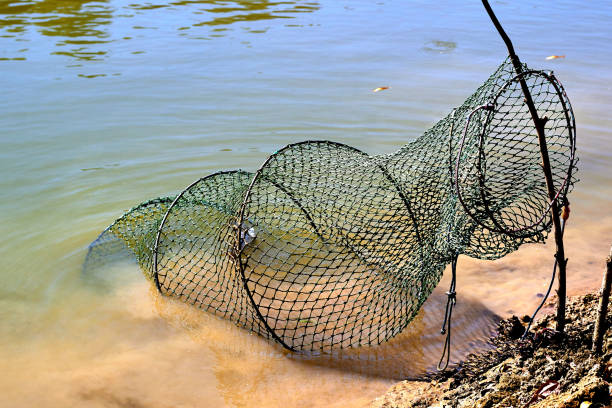 istock Basket for storage cage fish caught in water with few caught fish in it 1424302013