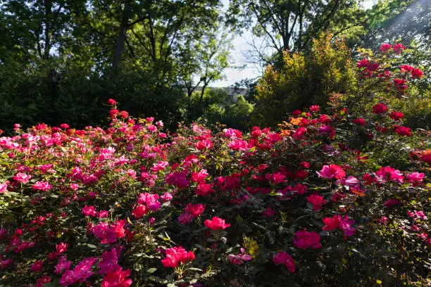 Many beautiful pink and red blooming rose bushes in a garden at Tompkins Square Park in the East Village of New York City during spring