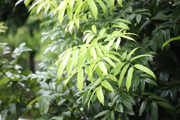 istock Green Broad leaves Mahogany closeup 1424303474