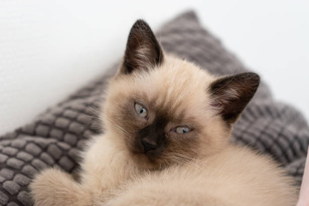 istock British shorthair baby cat lying on pillow on sofa. 1424307779