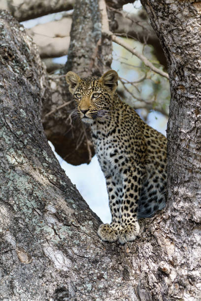 istock Leopard cub in Sabi Sands Game Reserve 1424309891