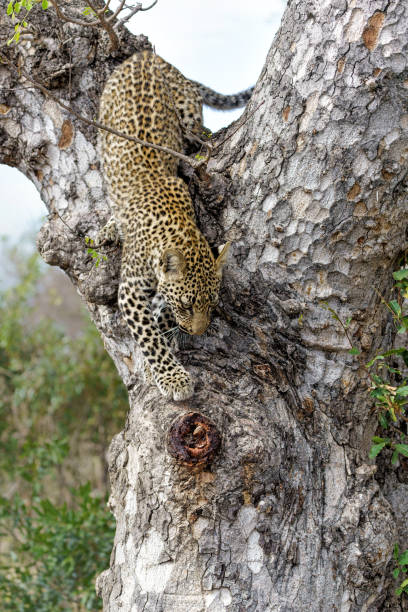istock Leopard cub in Sabi Sands Game Reserve 1424309897