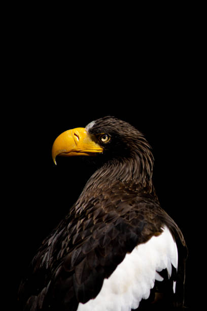 istock Beautiful Giant Sea Eagle Portrait 1424310342