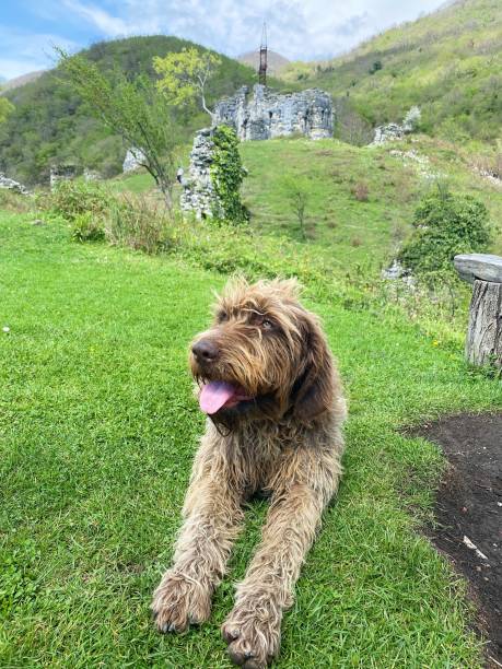 istock Old dog on green grass 1424310706