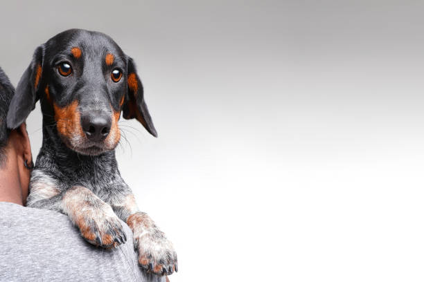 Woman hugging Dachshund dog Volunteer Woman carrying and hugging Dachshund dog in animal shelter rescued dog stock pictures, royalty-free photos & images