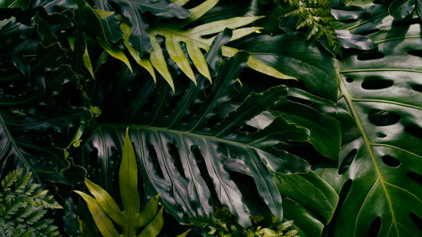 istock Tropical leaves, dark green forest,  nature background 1424310920