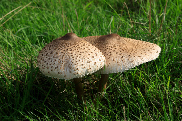 istock Mushroom in field 1424313826