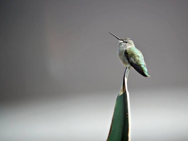 Hummingbird on cactus plant