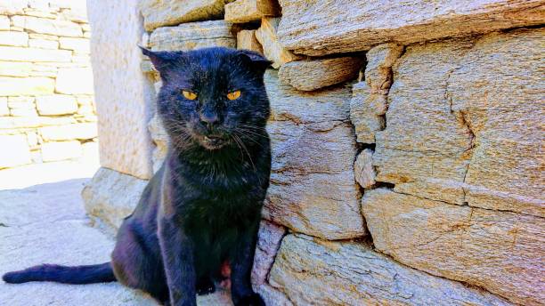 Delos Cat Greece　猫 Delos greece cat 猫 stock pictures, royalty-free photos & images