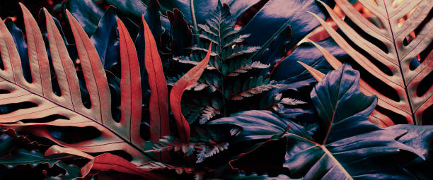 istock Tropical leaves, colorful color toned 1424324590