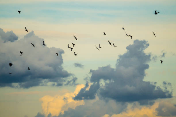 istock Flock of birds flying over clouds 1424327646