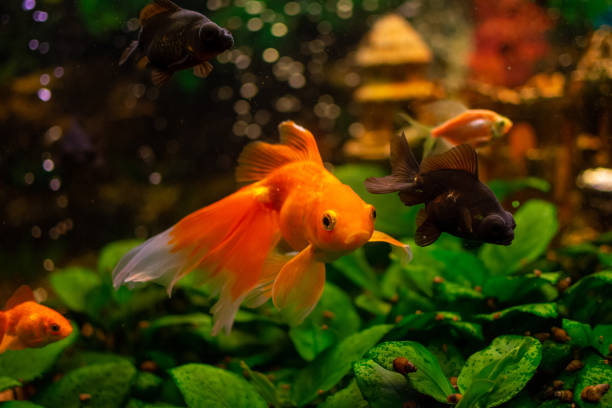 istock Beautiful goldwish in home aquarium 1424330032