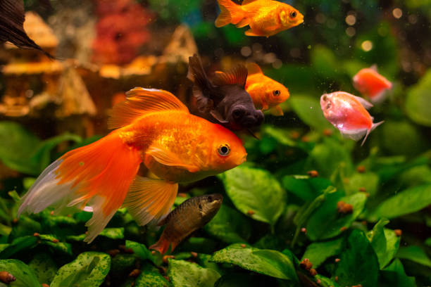 istock Beautiful goldwish in home aquarium 1424330035