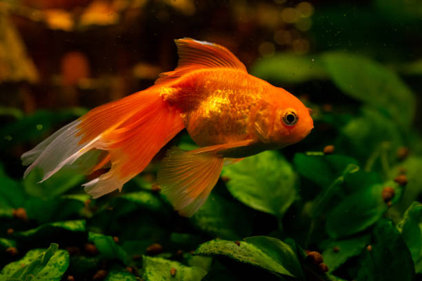 istock Beautiful goldwish in home aquarium 1424330041