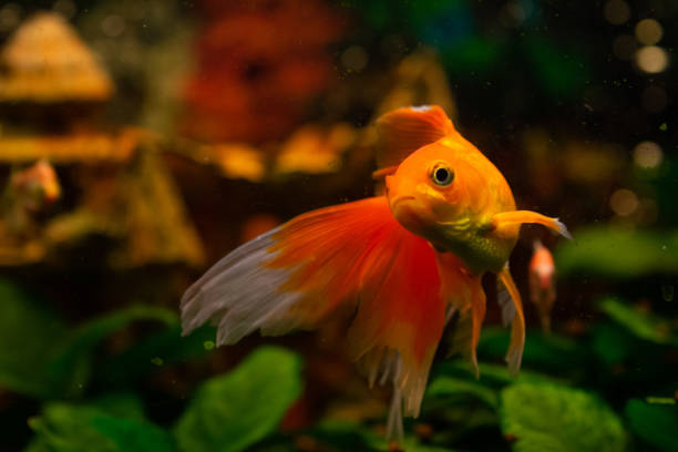 istock Beautiful goldwish in home aquarium 1424330042