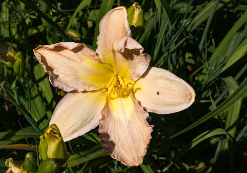 A daylily flower at a garden in Seatac, Washingotn.