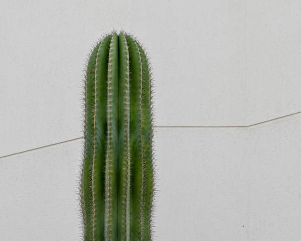istock A large vertical green cactus with pultruding sharp spines protecting it against the backdrop of a white wall 1424331407