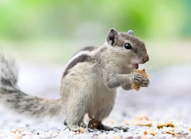 Photo of Squirrel is eating food. Indian palm squirrel. Wildlife animal.