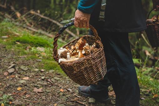 Man in outdoor clothing holds a basket full of mushrooms, mainly Boletus edulis from the autumn forest. September and October. Finding and collecting mushrooms.