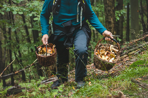 Man in outdoor clothing holds a basket full of mushrooms, mainly Boletus edulis from the autumn forest. September and October. Finding and collecting mushrooms.