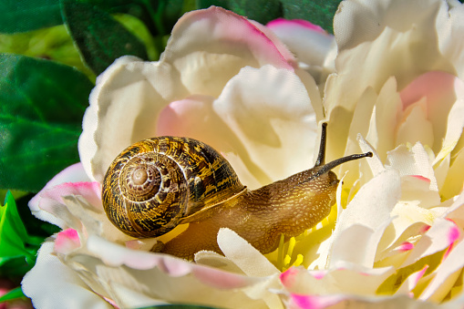 A snail out of its shell crawling through a bouquet of flowers.