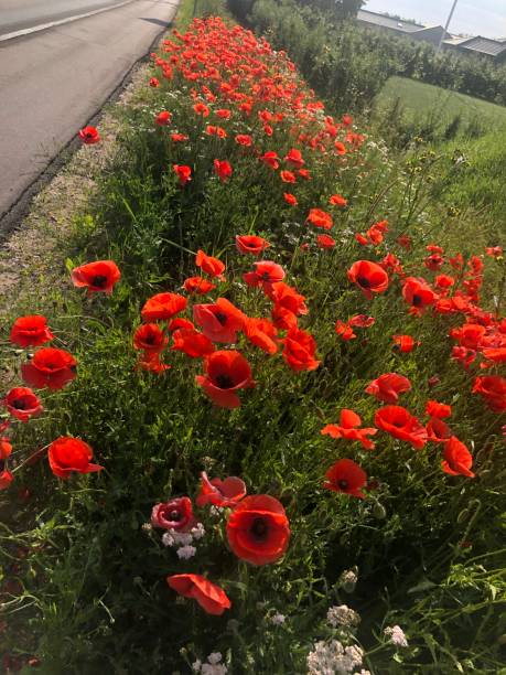 istock An abundance of Poppies 1424340177