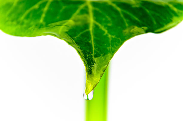 dew on a leaf