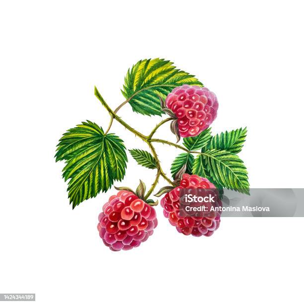 Ilustrasi Raspberry Pi Raspberry Cabang Raspberry Dengan Beri Dan Daun Ilustrasi Cat Air ...