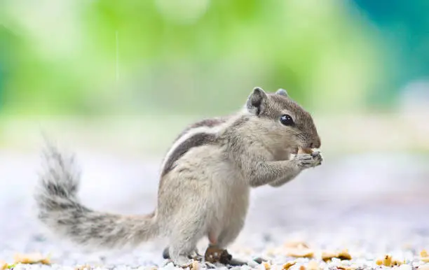 Photo of Beautiful isolated  squirrel is eating food in the park outdoor, blur background. Palm squirrel.