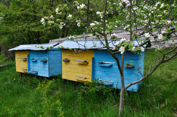 istock Apiary in the spring garden_2 1424348481