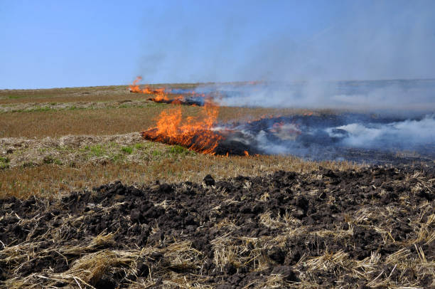 istock On the field burns stubble 1424348660