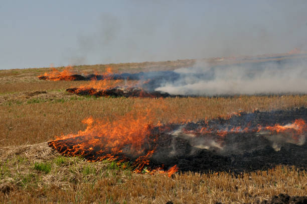 istock On the field burns stubble 1424348670