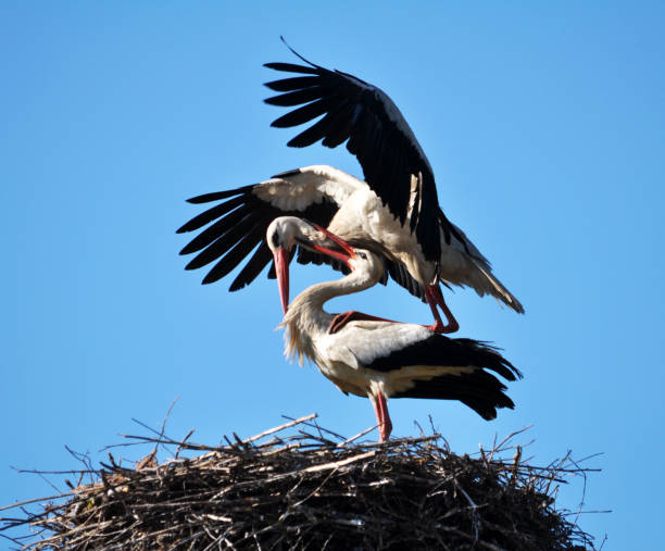 istock Pair of storks in the nest_9 1424350847