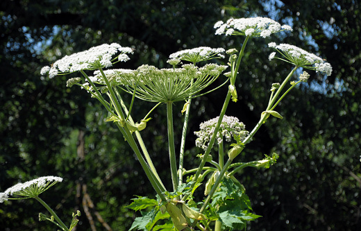 Toxic and dangerous perennial plant cow parsnip Sosnowski with umbrella inflorescence