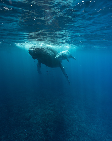 I snapped this photo underwater while admiring the sheer enormity of this mother humpback and her calf.
