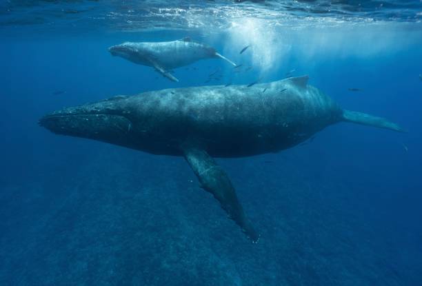 istock A Mother and Calf #2 1424355526