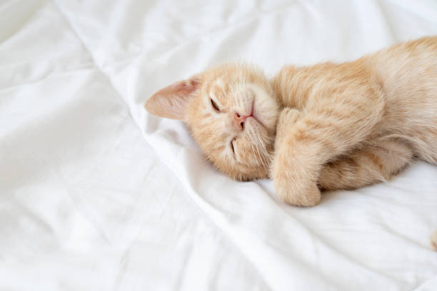 istock kitten is sleeping sweetly. The kitten lies asleep 1424355635