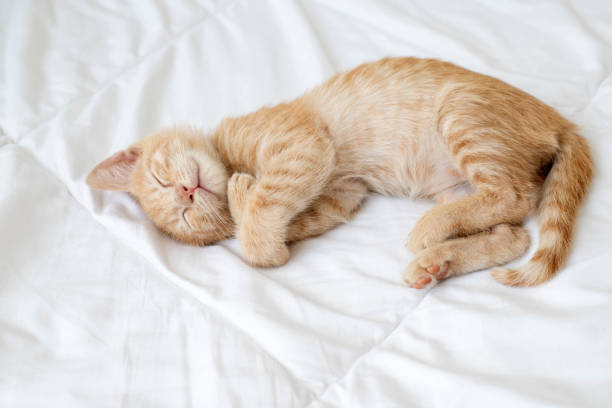 istock kitten is sleeping sweetly. The kitten lies asleep 1424355648