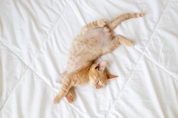 istock kitten is sleeping sweetly. The kitten lies asleep 1424355679