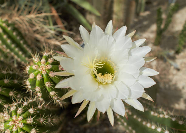 istock Echinopsis terscheckii flower. Blooming Cactus. 1424357508