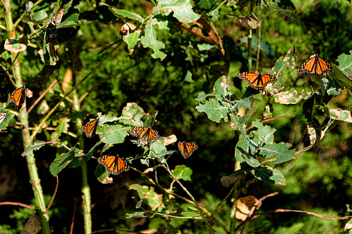 Distant shot Monarch butterflies (Danaus plexippus) resting on a tree branch near their winter nesting area.\n\nTaken in Santa Cruz, California, USA