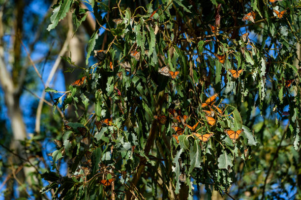 istock Distant Shot of Monarch Butterflies on Branch 1424357776