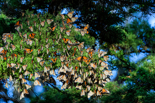 Distant shot Monarch butterflies (Danaus plexippus) resting on a tree branch near their winter nesting area.\n\nTaken in Santa Cruz, California, USA