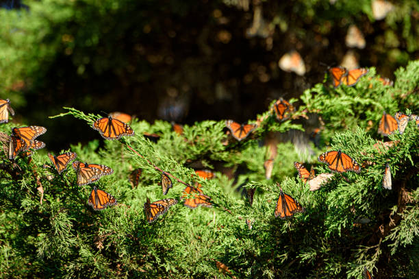 istock Distant Shot of Monarch Butterflies on Branch 1424357798