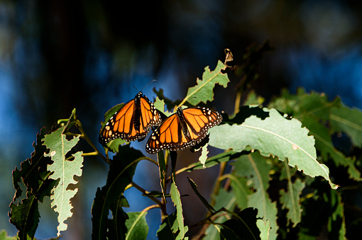 Close-up of two monarch butterfly (Danaus plexippus) resting on a tree branch in their North American winter nesting area.

Taken in  Santa Cruz, California, USA